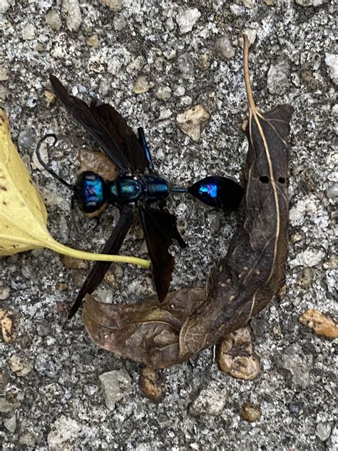 What is this blue wasp-looking bug? Found it dead on a sidewalk in