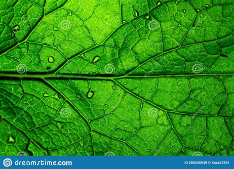 Macro De Textura De Fondo De Hoja Verde Cerrar Imagen De Archivo