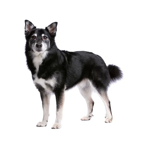 Icelandic Sheepdog Breed Information & Insights | Basepaws