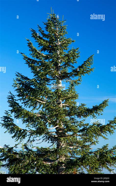 Abies Procera Stockfotos Und Bilder Kaufen Alamy