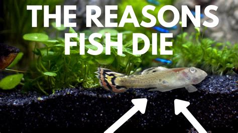 Common Fish Diseases How To Prevent And Cure Illness In Aquariums