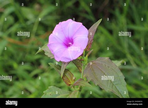 Ipomoea Triloba Three Lobe Morning Glory Flower Plant Stock Photo Alamy