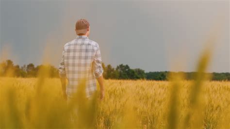 Vídeo de arquivo Premium Agricultor admira um campo de trigo ao pôr