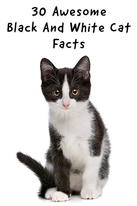 Black And White Cat Facts 12 Cool Facts About Black And White Breeds