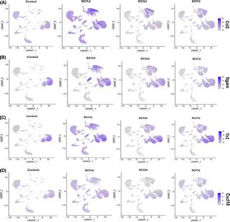 The Expression Of Hub Genes In The Cells Of Spinal Cord After Sci At