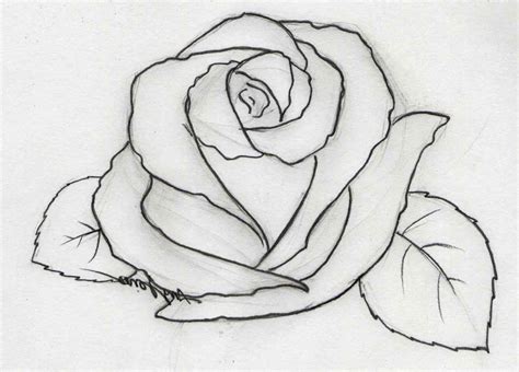 Rose Flower Drawing Images at PaintingValley.com | Explore collection ...