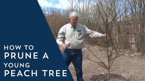 How To Prune Young Peach Trees Youtube