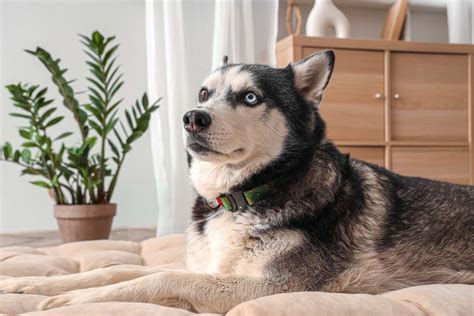 Husky Syberyjski Charakter Opis Rasy O Mega Karmy