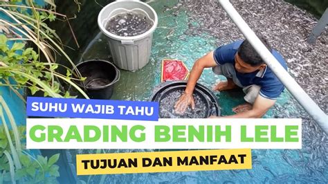 Tujuan Dan Manfaat Grading Benih Lele Bagi Pertumbuhan Budidaya Ikan