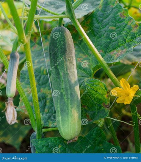 Pepino De Planta Joven Con Flores Amarillas Foto De Archivo Imagen