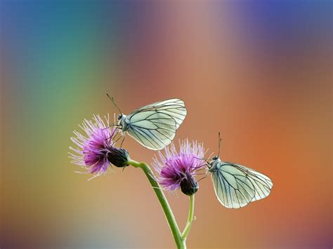Mariposas Flores Insectos Foto Gratis En Pixabay