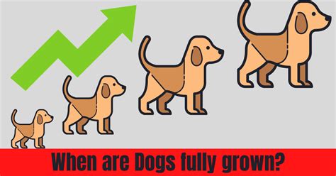 When Are Dogs Fully Grown Dogs Growth Chart