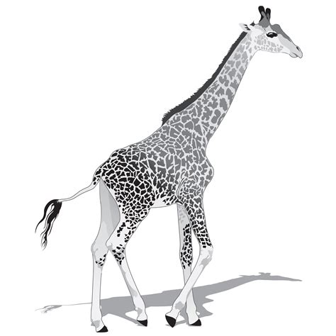 African Giraffe Bw 639964 Vector Art At Vecteezy