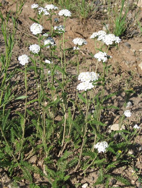 Achillea Millefolium Occidentaliswestern Yarrow Native Stevenson