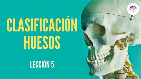 LecciÓn 5 ClasificaciÓn De Los Huesos Youtube