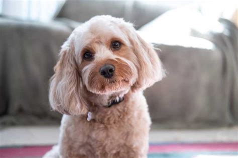 Cavapoo Information And Facts Fully Grown Adult Dogs And Puppies