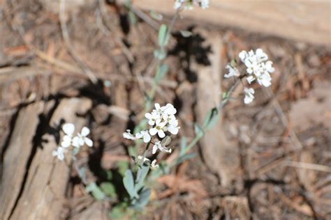 36 Common Name Fendler S Pennycress Scientific Name No Flickr