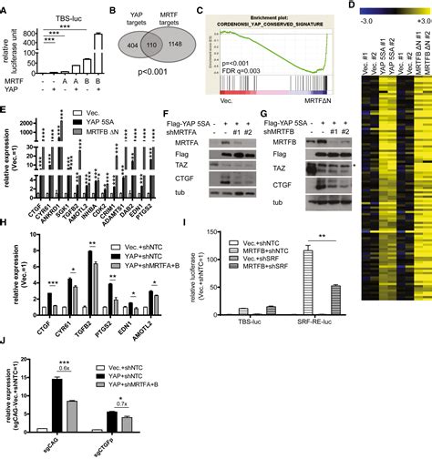 MRTF Potentiates TEADYAP Transcriptional Activity Causing Metastasis