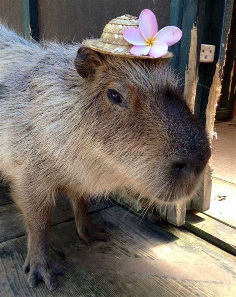 うたろう on Twitter RT CAPYBARA MAN nice hat