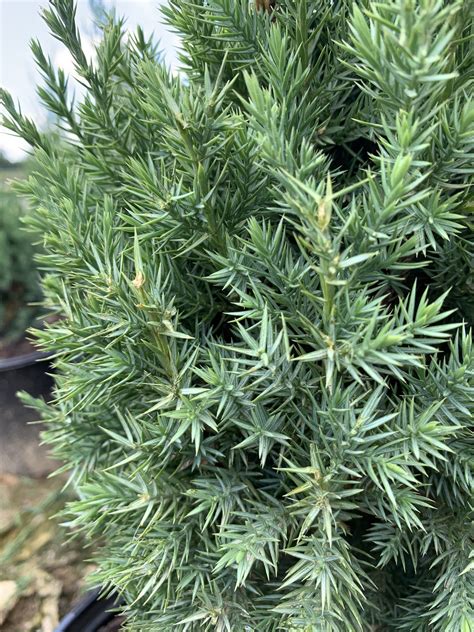 Juniperus Chinensis Blue Point Blue Point Juniper Richardson Roots