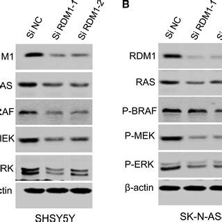 Rdm Regulates Rasrafmekerk Signaling Pathway In Human Nb Cells