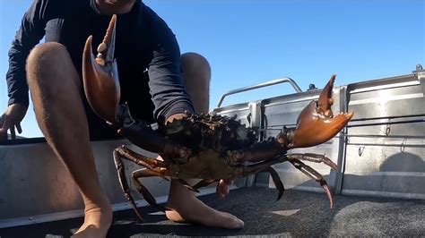 Giant Mud Crab Too Many To Handle Catch And Cook Youtube