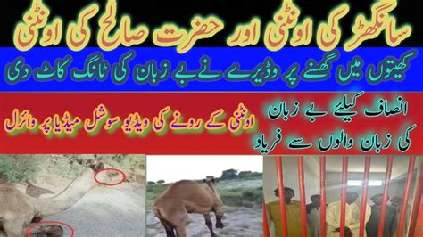 Sanghar Camel Incident Sindhi Man Cut The Camel Leg Mharoon Vlogs