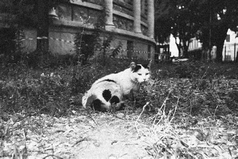 The Cat Rome Peter Steinmetz Flickr