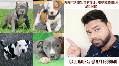 pitbull   india