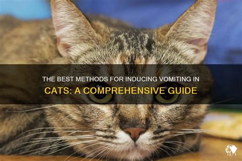 The Best Methods For Inducing Vomiting In Cats A Comprehensive Guide