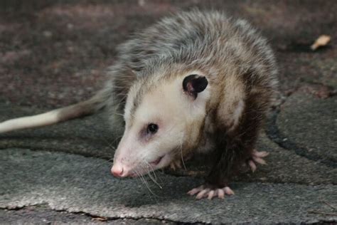 Opossum Removal Service Oakland Wayne Macomb County Michigan