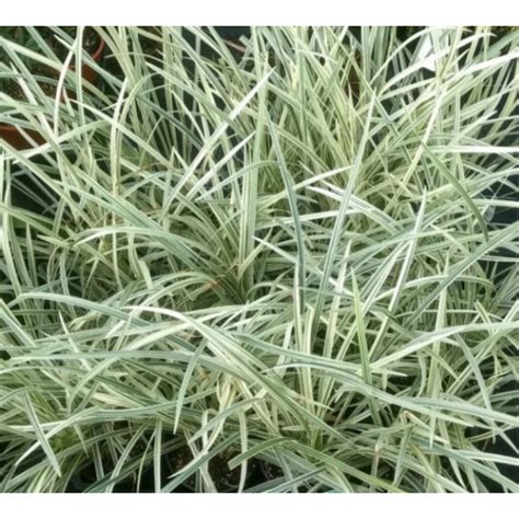 Ophiopogon Japonicus Variegata 140mm Stock Tree And Arbor Supplies