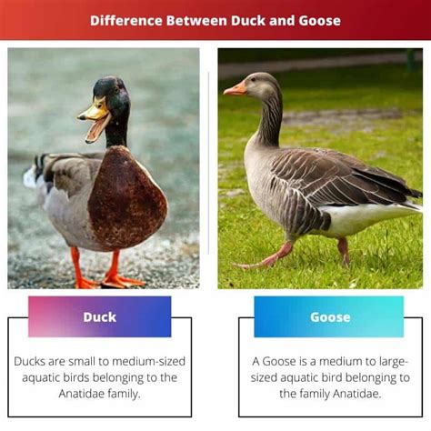 Duck Vs Goose Difference And Comparison