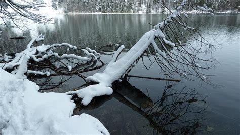 Banco De Imagens árvore Agua Natureza Ramo Neve Inverno