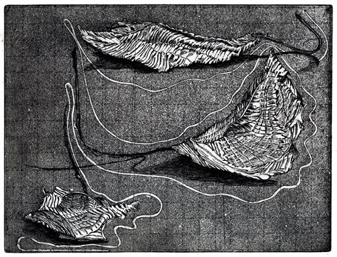 2022 Plant Etchings On Behance