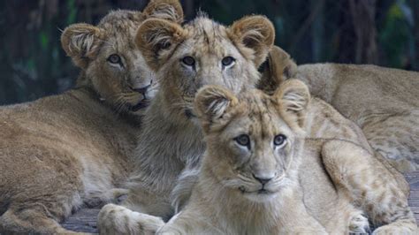 Zoológico Apresenta Filhotes De Leão E E Veja SÃo Paulo