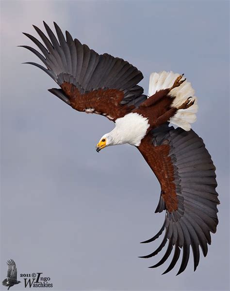 Fish Eagle National Bird Of Zambia Interesting Facts And History