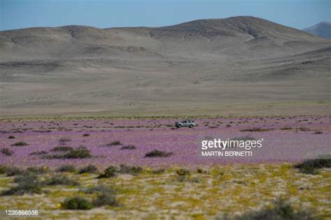 285 Atacama Flower Stock Photos, High-Res Pictures, and Images - Getty Images