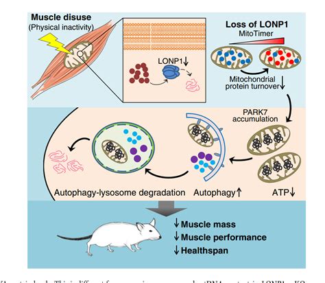 Professor Zhenji Gan S Group Revealed A New Mechanism For Regulating