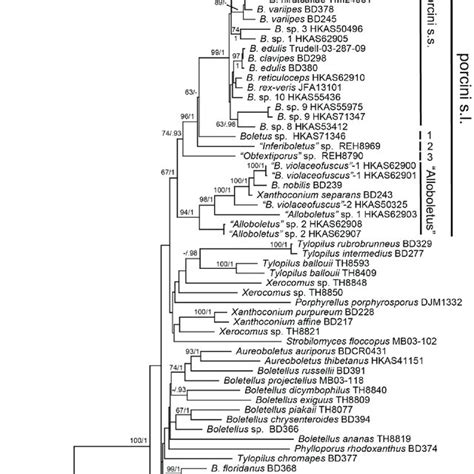 Phylogenetic Tree Inferred From The Maximum Likelihood Ml Analysis Download Scientific