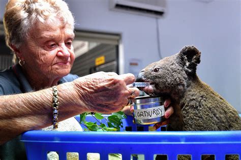 Australien Buschbr Nde Bedrohen Koala B Ren Tiere Werden Im Koala