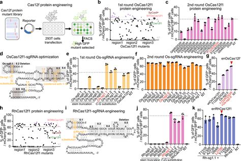 Rational Protein Engineering And Sgrna Optimization For High Efficiency