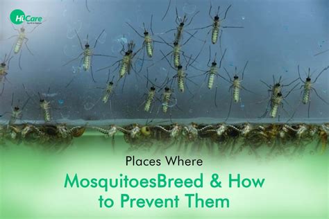 Info On 5 Main Mosquito Breeding Sites And How To Prevent Them