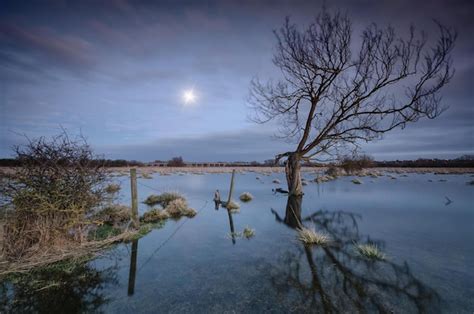 Premium Photo Reflection Of Bare Tree In Lake