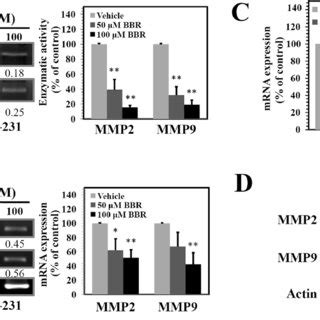 Effects Of BBR On The Activity And Expression Levels Of MMP2 And MMP9