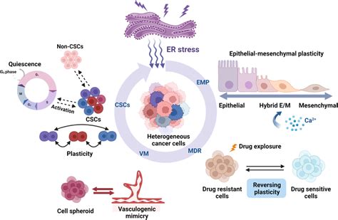 Roles Of Er Stress In The Cellular Plasticity Of Cancer Cells Er