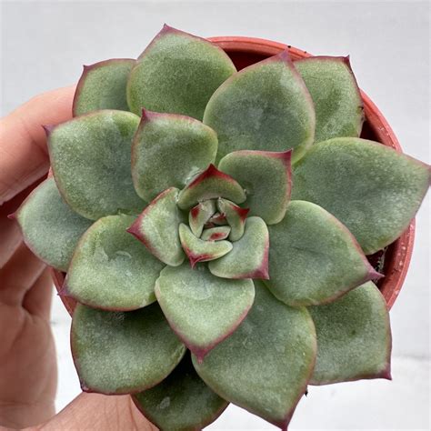 Echeveria Rosita 40 DK Succulents Korea Rare Korean Succulents