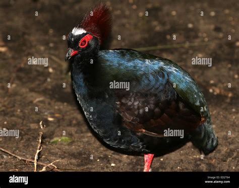 Roul roul bird hi-res stock photography and images - Alamy