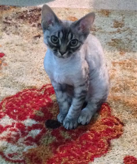 Handsome Cooper!!! Blue point tabby Devon Rex | Devon rex cats, Rex cat ...