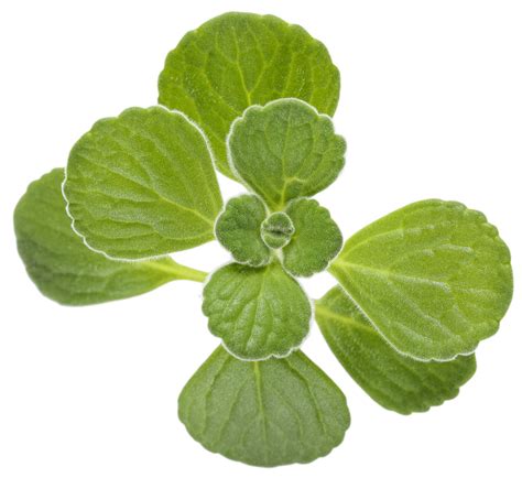 Plectranthuscervezanlimemacro03 Proven Winners